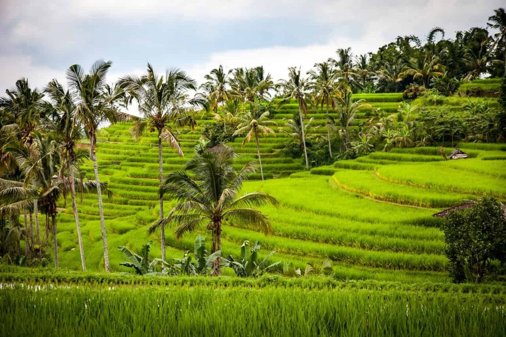 Ubud Bali, bali attractions