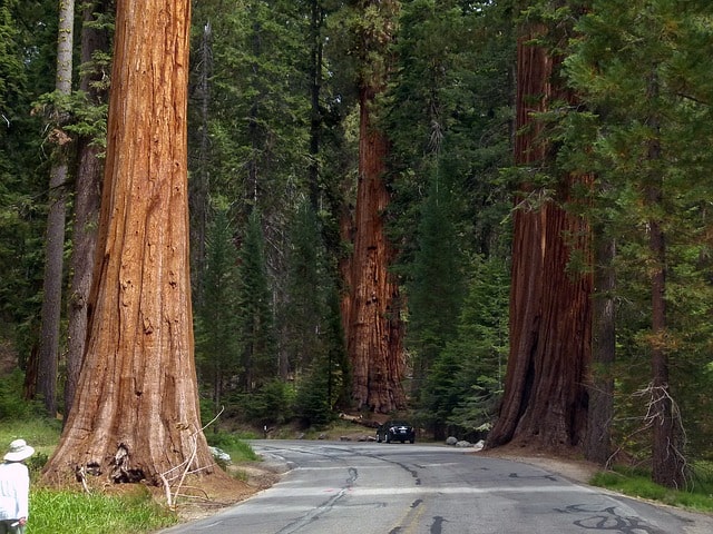 Sequoia & Kings Canyon National Parks